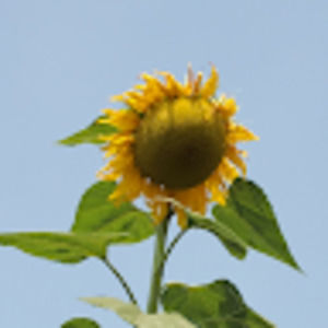 Meet your Posher, Sydney